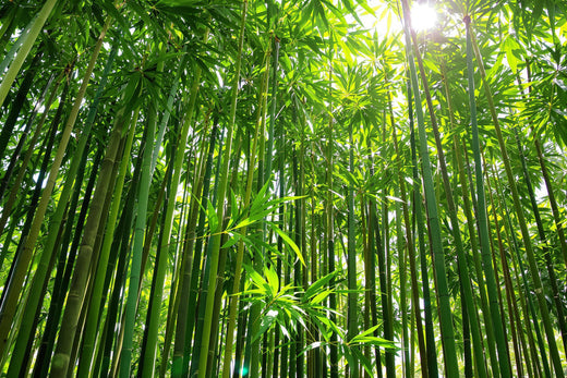 Eco-friendly wet wipes for every use Image